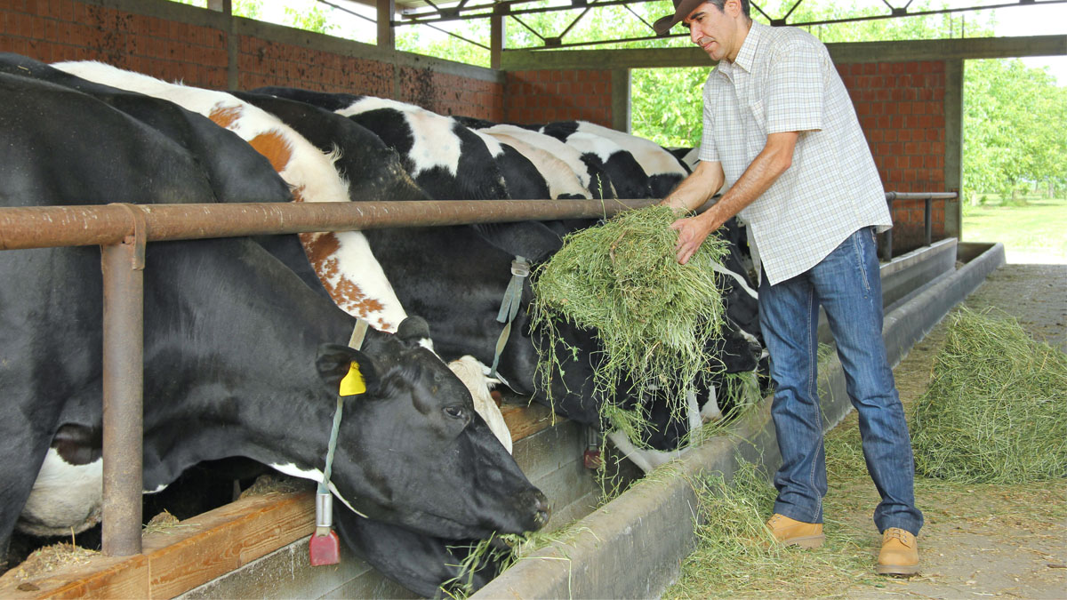 ¿Cómo mejorar la alimentación y el cuidado del ganado? Guía básica para productores